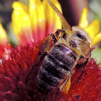 Buy canvas prints of 2423-bee on flower by elvira ladocki