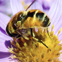 Buy canvas prints of bee on flower by elvira ladocki