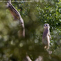 Buy canvas prints of Slender-tailed meerkat by Christopher Kelly