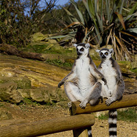 Buy canvas prints of Ring-tailed lemur by Christopher Kelly