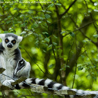 Buy canvas prints of Ring-tailed lemur (Lemur catta ) by Christopher Kelly