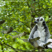 Buy canvas prints of Ring-tailed lemur (Lemur catta ) by Christopher Kelly