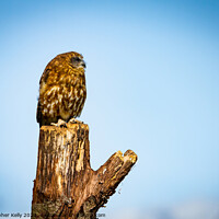 Buy canvas prints of Lonesome Owl by Christopher Kelly