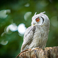 Buy canvas prints of Owlbin by Christopher Kelly