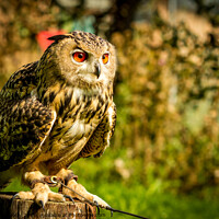 Buy canvas prints of Hootie by Christopher Kelly