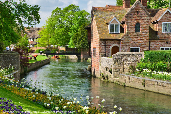Great Stour river in Westgate Gardens, Canterbury, Picture Board by Luigi Petro