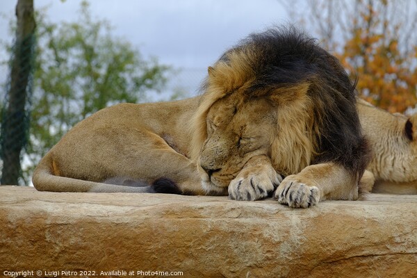 Male Asian lion asleep. Chester zoo.UK. Picture Board by Luigi Petro