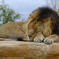 Buy canvas prints of Male Asian lion asleep. Chester zoo.UK. by Luigi Petro