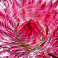 Buy canvas prints of Abstract blurred close-up of a flower. by Luigi Petro