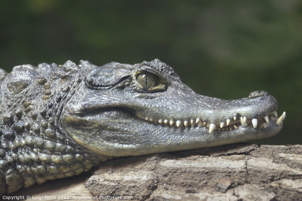 Spectacled Caiman, Chester Zoo, Chester, Cheshire, UK. Picture Board by Luigi Petro
