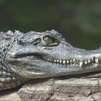 Buy canvas prints of Spectacled Caiman, Chester Zoo, Chester, Cheshire, UK. by Luigi Petro