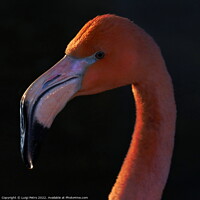 Buy canvas prints of Portrait of a Pink Flamingo, Chester zoo, UK by Luigi Petro