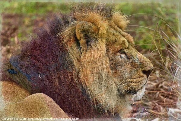 The Majestic Asian Lion Picture Board by Luigi Petro