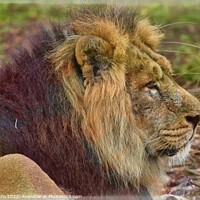 Buy canvas prints of The Majestic Asian Lion by Luigi Petro