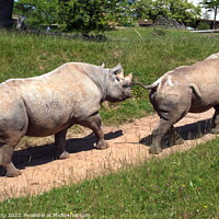 Buy canvas prints of Majestic Black Rhinos of Chester Zoo by Luigi Petro