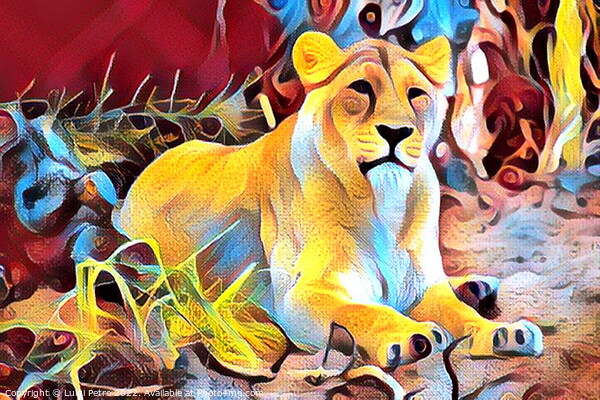 Lioness at Chester zoo,  United Kingdom Picture Board by Luigi Petro