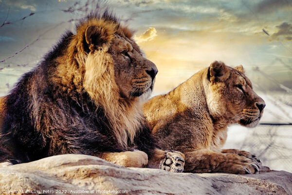 Male and female Asian lions, Chester Zoo, UK. Picture Board by Luigi Petro