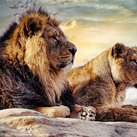 Buy canvas prints of Male and female Asian lions, Chester Zoo, UK. by Luigi Petro
