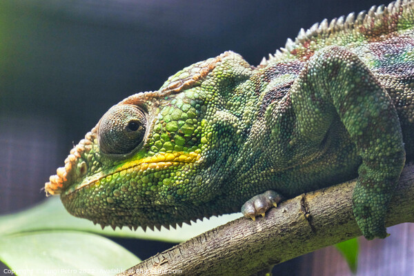 Close-up of a Panther Chameleon, Furcifer Pardalis. Chester zoo, Picture Board by Luigi Petro