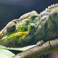 Buy canvas prints of Close-up of a Panther Chameleon, Furcifer Pardalis. Chester zoo, by Luigi Petro