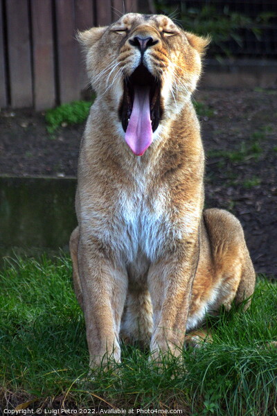 Big yawn by a lioness at the London Zoo, London, United Kingdom Picture Board by Luigi Petro