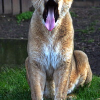 Buy canvas prints of Big yawn by a lioness at the London Zoo, London, United Kingdom by Luigi Petro