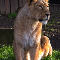 Buy canvas prints of Lioness at the London Zoo, London, United Kingdom by Luigi Petro