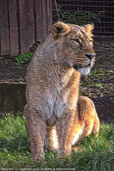 Lioness at the London Zoo, London, United Kingdom Picture Board by Luigi Petro