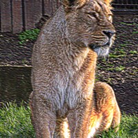 Buy canvas prints of Lioness at the London Zoo, London, United Kingdom by Luigi Petro