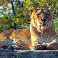 Buy canvas prints of Lioness at theChester zoo,  United Kingdom by Luigi Petro