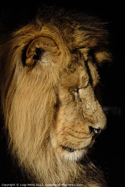 Asian lion in close up. Chester Zoo, United Kingdom. Picture Board by Luigi Petro