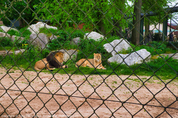 Pair of adult Asian lion, Chester Zoo, Picture Board by Luigi Petro