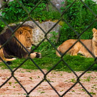 Buy canvas prints of Pair of adult Asian lion, Chester Zoo, by Luigi Petro