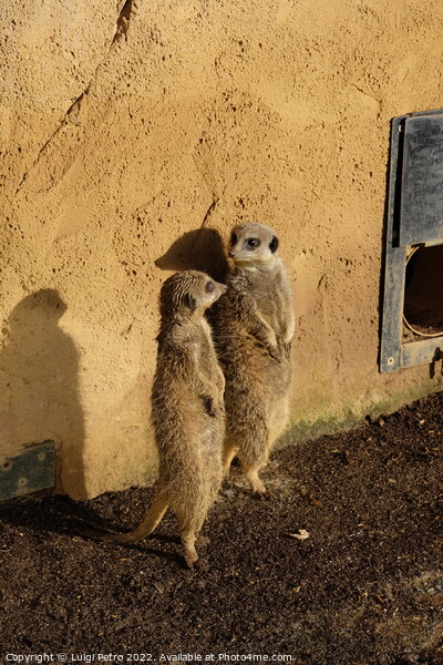 Watchful Meerkats of Chester Zoo Picture Board by Luigi Petro
