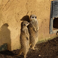 Buy canvas prints of Watchful Meerkats of Chester Zoo by Luigi Petro