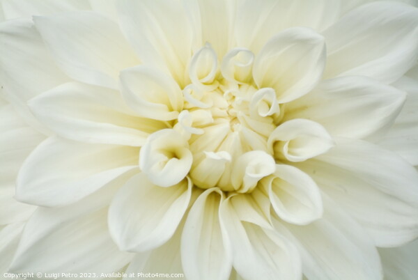 Beautiful soft fresh white rose close up. Picture Board by Luigi Petro