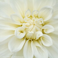 Buy canvas prints of Beautiful soft fresh white rose close up. by Luigi Petro