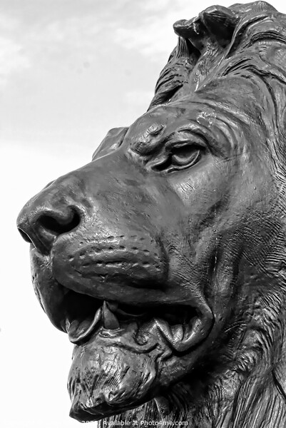 Close-Up Of Lion Sculpture, Trafalgar Square, Lond Picture Board by Luigi Petro