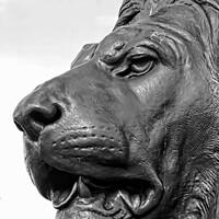 Buy canvas prints of Close-Up Of Lion Sculpture, Trafalgar Square, Lond by Luigi Petro