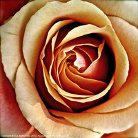 Buy canvas prints of Heart of the rose by Sue Bottomley
