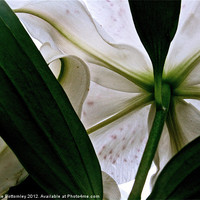 Buy canvas prints of View from under white Lily by Sue Bottomley