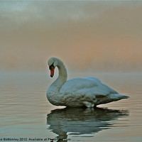 Buy canvas prints of Swan standing proud and strong by Sue Bottomley
