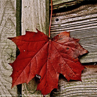 Buy canvas prints of Autumn leaf just hanging around by Sue Bottomley