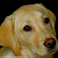 Buy canvas prints of Labrador Puppy by Sue Bottomley