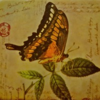 Buy canvas prints of Arty Butterfly by Sue Bottomley
