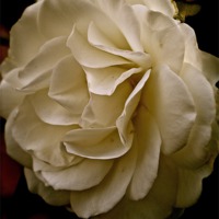 Buy canvas prints of Side of a white rose by Sue Bottomley