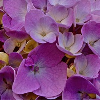 Buy canvas prints of Purple Hydrangea up close by Sue Bottomley