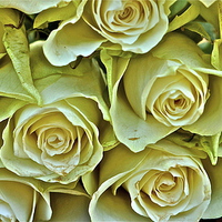 Buy canvas prints of Ten white roses by Sue Bottomley