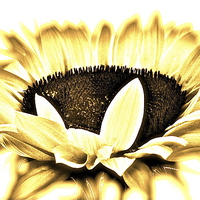 Buy canvas prints of Overexposed Sunflower by Sue Bottomley