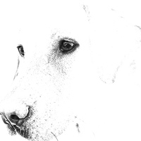 Buy canvas prints of Pencil Sketch of a Labrador by Sue Bottomley